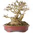 Acer buergerianum, 16 cm, ± 25 ans, avec un nebari d'au moins 9 cm