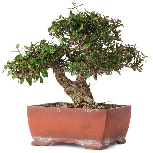 Trachelospermum asiaticum, 17,5 cm, ± 20 anni