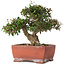Trachelospermum asiaticum, 17,5 cm, ± 20 jaar oud