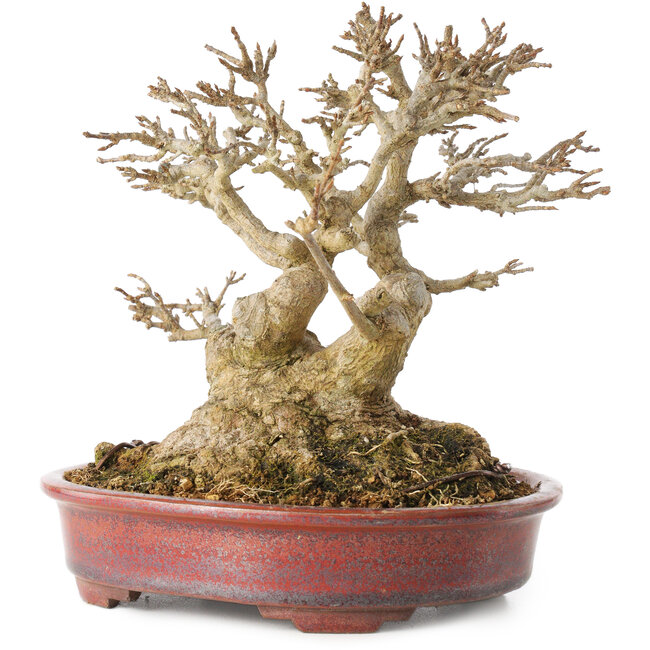 Acer buergerianum, 16 cm, ± 25 years old, with a nebari of at least 9 cm