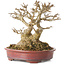Acer buergerianum, 16 cm, ± 25 ans, avec un nebari d'au moins 9 cm