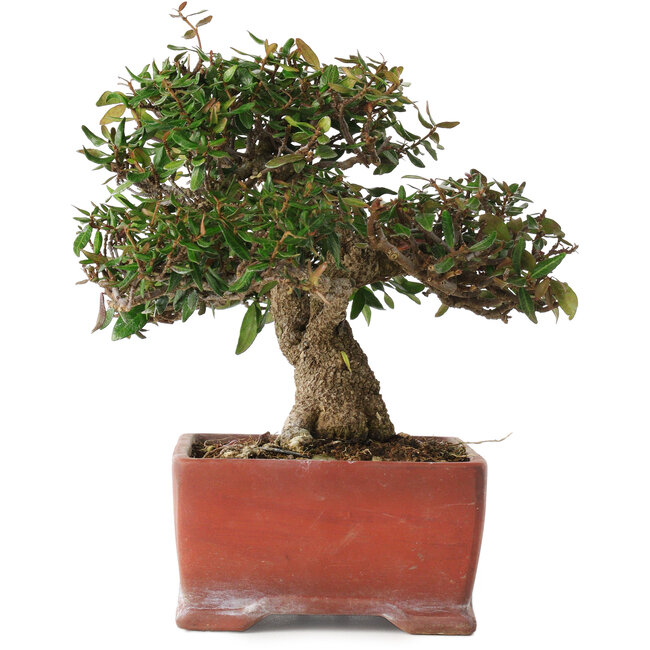 Trachelospermum asiaticum, 17,5 cm, ± 20 años