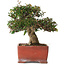 Trachelospermum asiaticum, 17,5 cm, ± 20 jaar oud