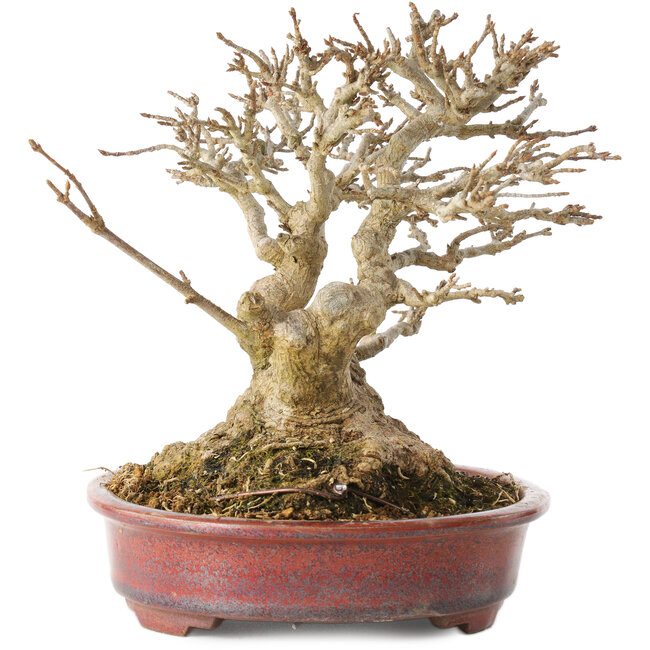 Acer buergerianum, 16 cm, ± 25 Jahre alt, mit einem Nebari von mindestens 9 cm