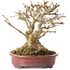 Acer buergerianum, 16 cm, ± 25 ans, avec un nebari d'au moins 9 cm