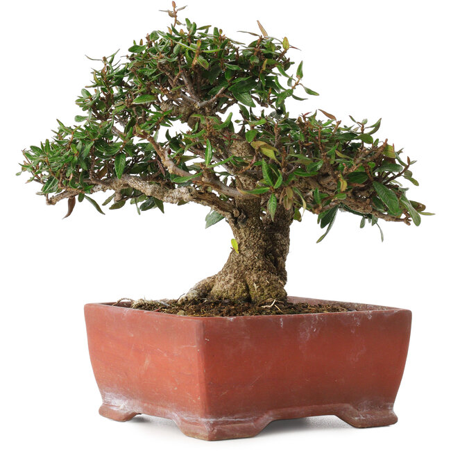 Trachelospermum asiaticum, 17,5 cm, ± 20 years old