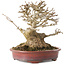 Acer buergerianum, 16 cm, ± 25 years old, with a nebari of at least 9 cm