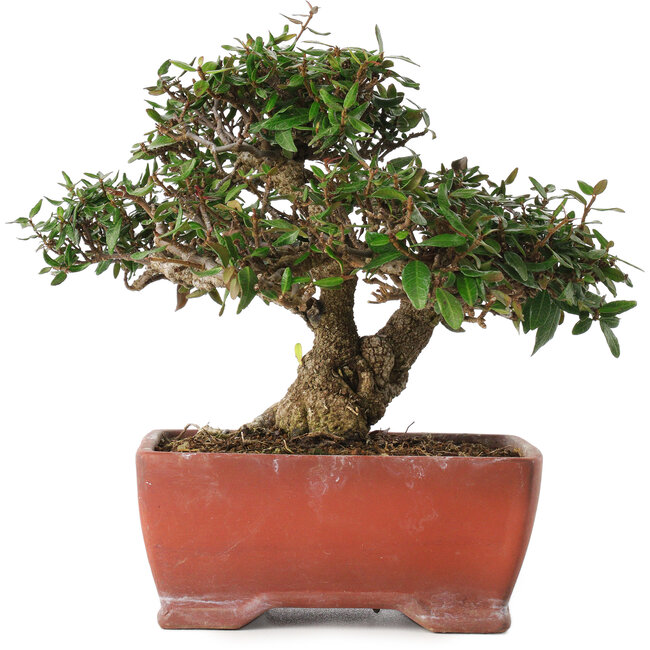 Trachelospermum asiaticum, 17,5 cm, ± 20 años