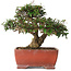 Trachelospermum asiaticum, 17,5 cm, ± 20 jaar oud