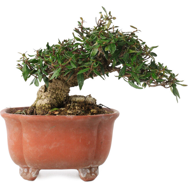 Trachelospermum asiaticum, 12,5 cm, ± 20 jaar oud