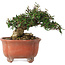 Trachelospermum asiaticum, 12,5 cm, ± 20 jaar oud