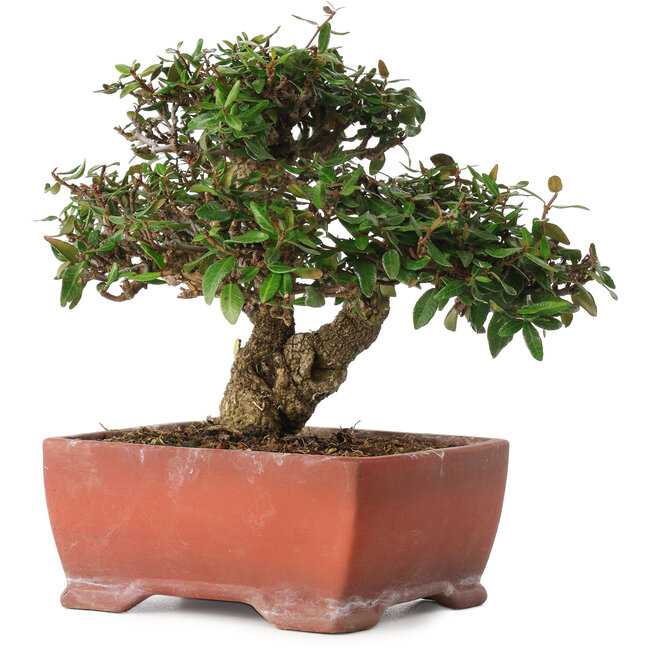 Trachelospermum asiaticum, 17,5 cm, ± 20 jaar oud