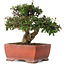 Trachelospermum asiaticum, 17,5 cm, ± 20 jaar oud