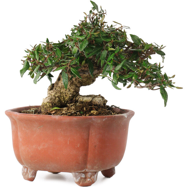 Trachelospermum asiaticum, 12,5 cm, ± 20 Jahre alt