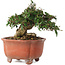 Trachelospermum asiaticum, 12,5 cm, ± 20 jaar oud