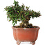 Trachelospermum asiaticum, 12,5 cm, ± 20 jaar oud