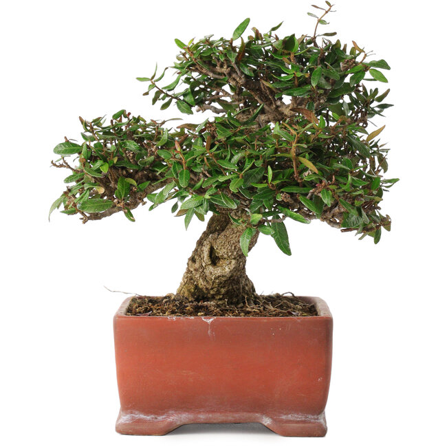 Trachelospermum asiaticum, 17,5 cm, ± 20 years old