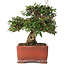 Trachelospermum asiaticum, 17,5 cm, ± 20 years old