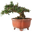 Trachelospermum asiaticum, 12,5 cm, ± 20 jaar oud