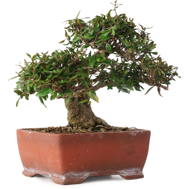 Trachelospermum asiaticum, 17,5 cm, ± 20 ans