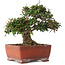 Trachelospermum asiaticum, 17,5 cm, ± 20 jaar oud