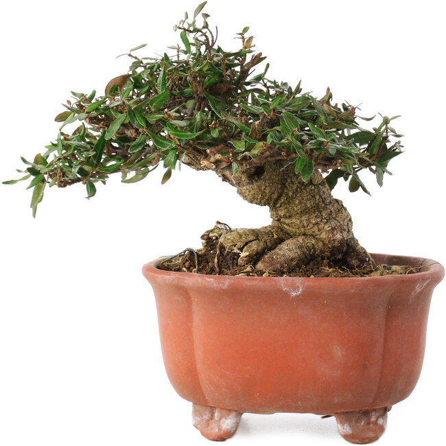 Trachelospermum asiaticum, 12,5 cm, ± 20 Jahre alt