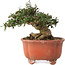 Trachelospermum asiaticum, 12,5 cm, ± 20 jaar oud