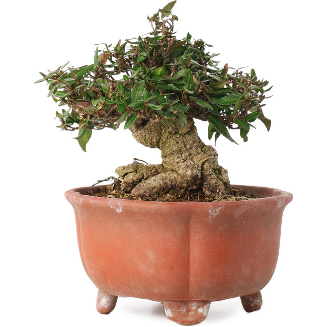 Trachelospermum asiaticum, 12,5 cm, ± 20 Jahre alt