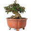 Trachelospermum asiaticum, 12,5 cm, ± 20 jaar oud