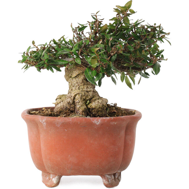 Trachelospermum asiaticum, 12,5 cm, ± 20 Jahre alt