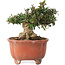 Trachelospermum asiaticum, 12,5 cm, ± 20 jaar oud