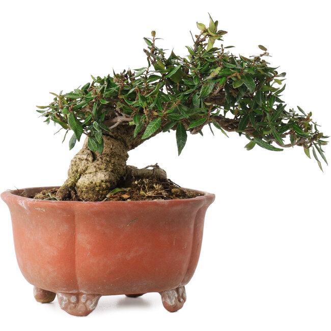 Trachelospermum asiaticum, 12,5 cm, ± 20 Jahre alt