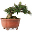 Trachelospermum asiaticum, 12,5 cm, ± 20 jaar oud