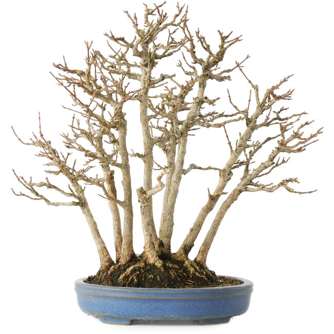 Acer buergerianum, 28 cm, ± 25 years old