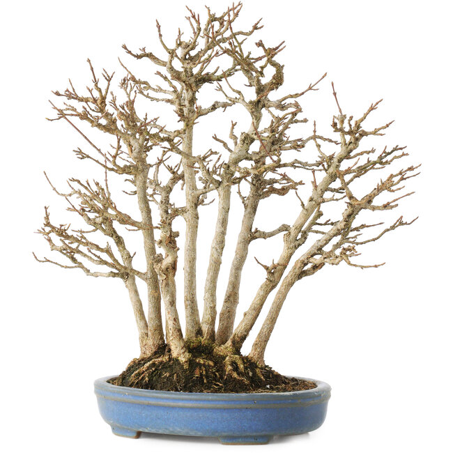 Acer buergerianum, 28 cm, ± 25 anni