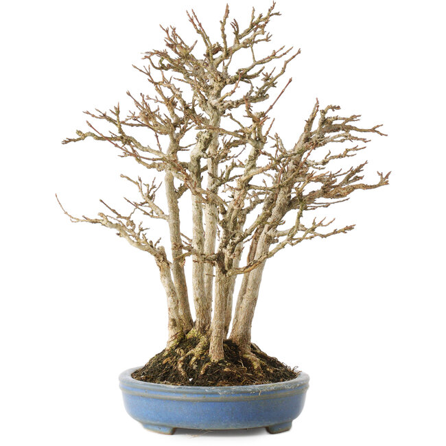 Acer buergerianum, 28 cm, ± 25 años