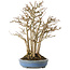 Acer buergerianum, 28 cm, ± 25 jaar oud