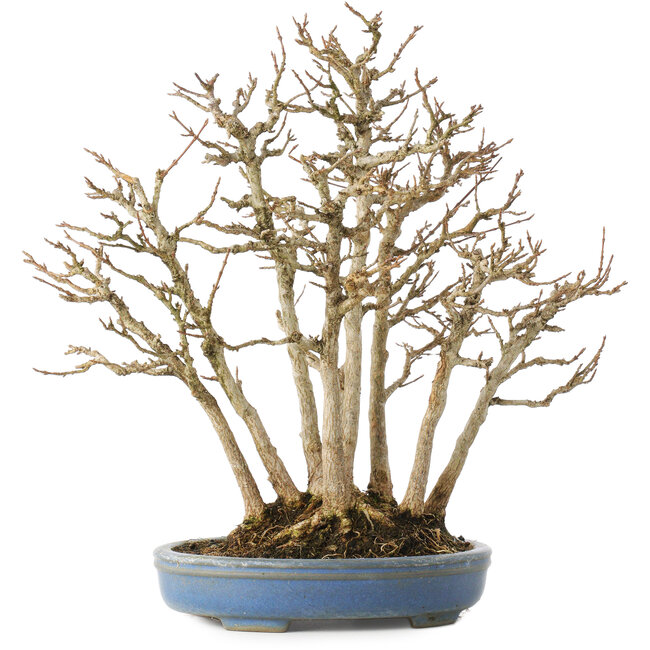 Acer buergerianum, 28 cm, ± 25 Jahre alt