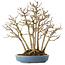 Acer buergerianum, 28 cm, ± 25 jaar oud