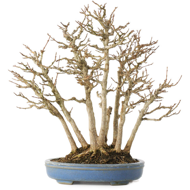 Acer buergerianum, 28 cm, ± 25 years old