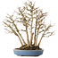 Acer buergerianum, 28 cm, ± 25 jaar oud