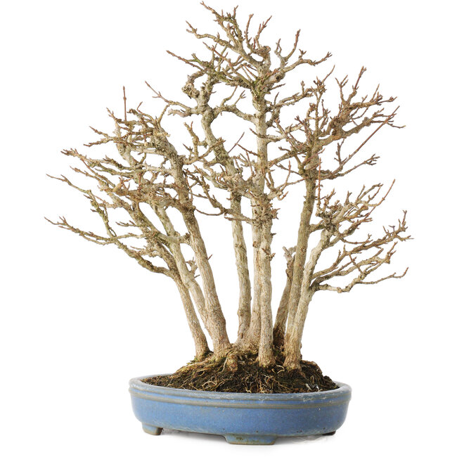 Acer buergerianum, 28 cm, ± 25 años