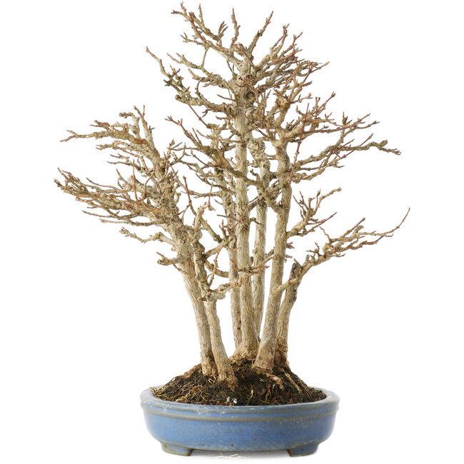 Acer buergerianum, 28 cm, ± 25 jaar oud