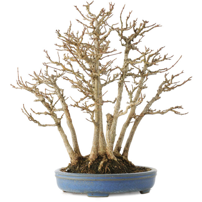 Acer buergerianum, 28 cm, ± 25 Jahre alt