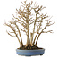 Acer buergerianum, 28 cm, ± 25 años