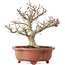 Acer palmatum Kotohime, 23 cm, ± 15 jaar oud