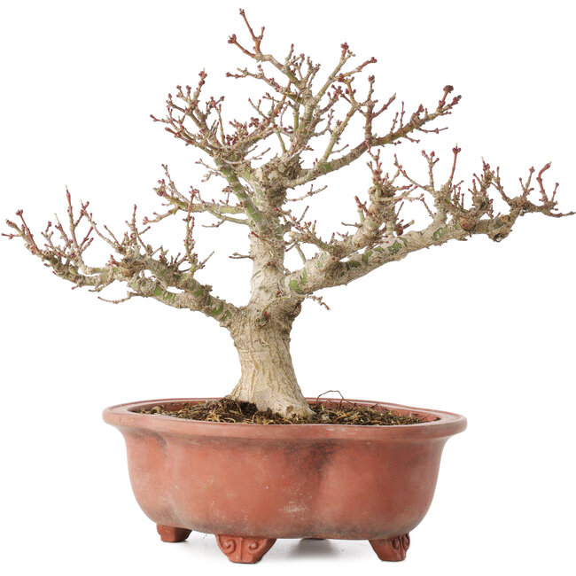 Acer palmatum Kotohime, 23 cm, ± 15 years old