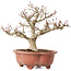 Acer palmatum Kotohime, 23 cm, ± 15 jaar oud