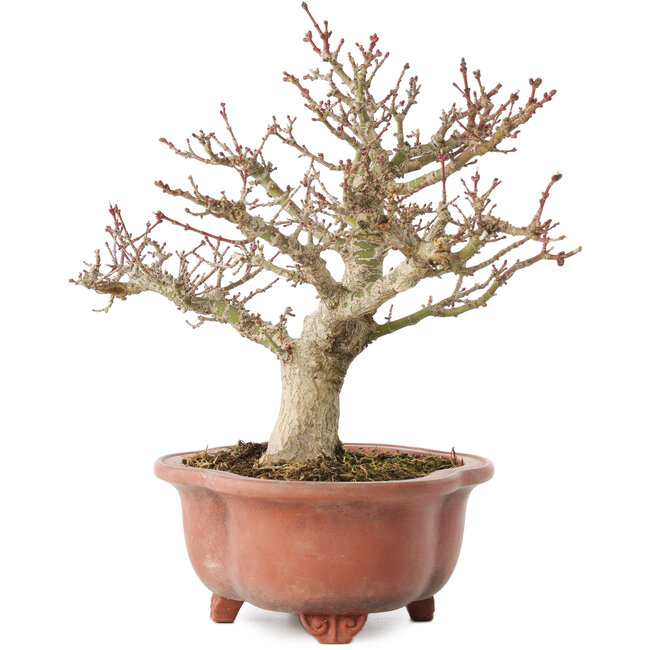 Acer palmatum Kotohime, 23 cm, ± 15 years old