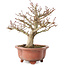 Acer palmatum Kotohime, 23 cm, ± 15 years old